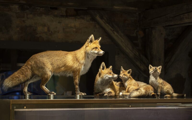 Eine Gruppe von vier präparierten Füchsen, darunter ein erwachsener Fuchs und drei Jungtiere, wird in einer Glasvitrine in einem rustikalen Innenbereich ausgestellt.