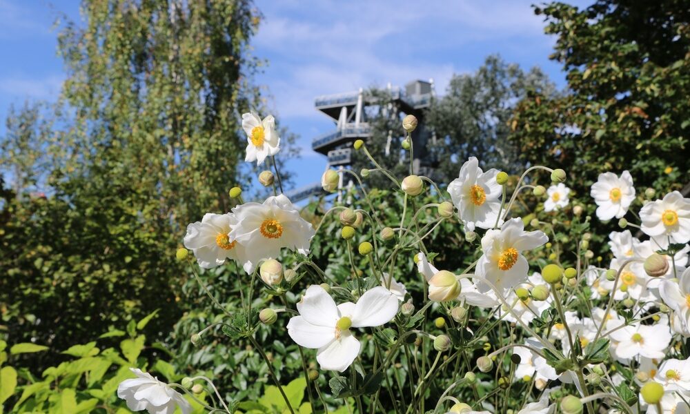 Weiße Blumen blühen im Vordergrund eines Gartens mit grünem Laub, während sich im Hintergrund unter blauem Himmel ein Aussichtsturm aus Metall erhebt.