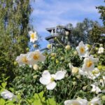 Weiße Blumen blühen im Vordergrund eines Gartens mit grünem Laub, während sich im Hintergrund unter blauem Himmel ein Aussichtsturm aus Metall erhebt.