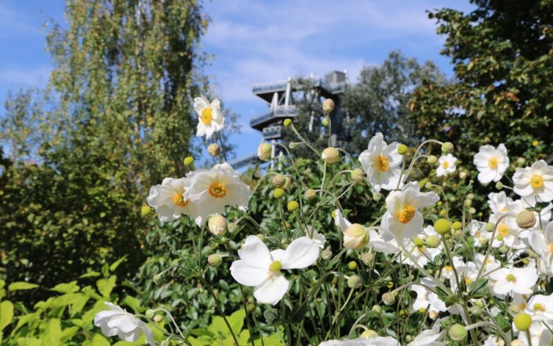 Weiße Blumen blühen im Vordergrund eines Gartens mit grünem Laub, während sich im Hintergrund unter blauem Himmel ein Aussichtsturm aus Metall erhebt.
