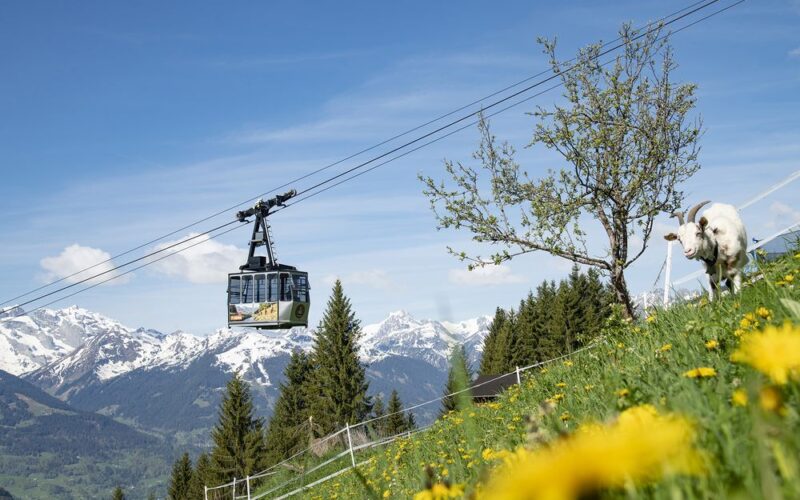 Eine Seilbahn fährt über einen grasbewachsenen Hügel mit einer Kuh in der Nähe eines Baumes, vor dem Hintergrund schneebedeckter Berge und eines blauen Himmels.