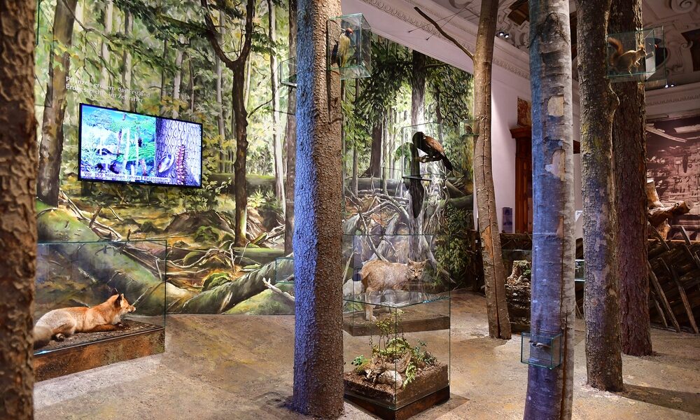 Exponat mit Bäumen, Tierpräparaten und Glasvitrinen in einem waldähnlichen Museumsraum; ein Monitor zeigt eine Naturszene an der linken Wand.