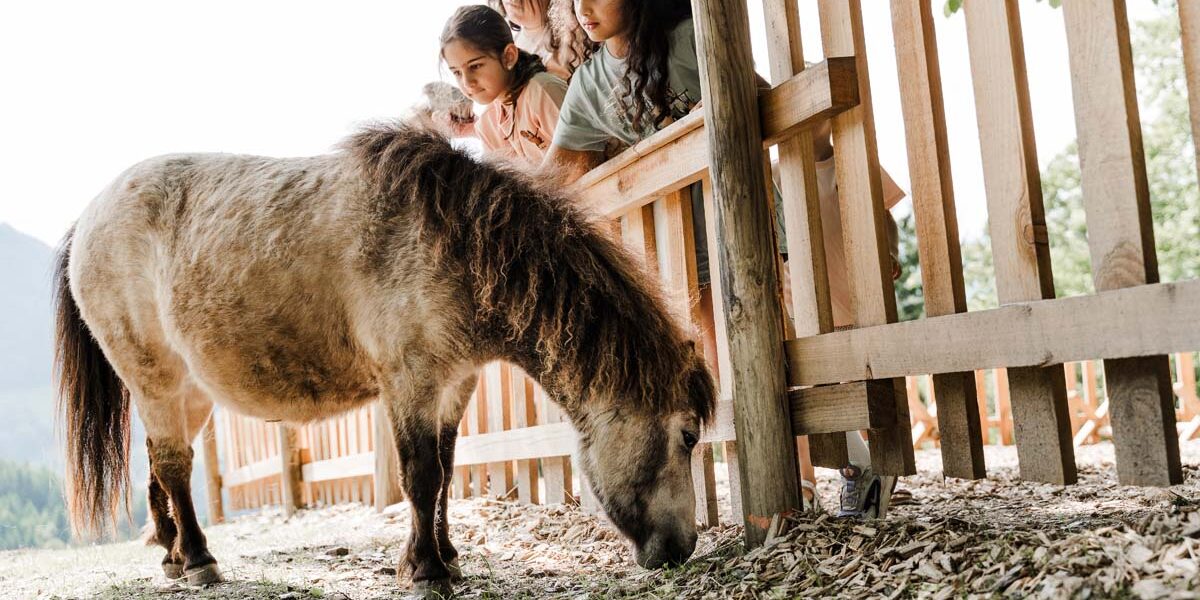 Drei Kinder beobachten an einem sonnigen Tag ein kleines braun-weißes Pony, das in der Nähe eines Holzzauns grast.