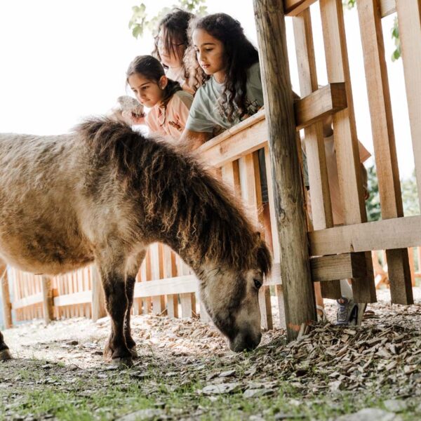 Drei Kinder beobachten an einem sonnigen Tag ein kleines braun-weißes Pony, das in der Nähe eines Holzzauns grast.