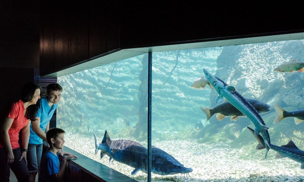 Drei Personen beobachten große Fische, die in einem gläsernen Aquarium schwimmen, dessen Boden mit Steinen und Kies bedeckt ist.