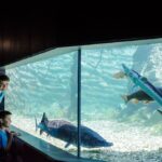 Drei Personen beobachten große Fische, die in einem gläsernen Aquarium schwimmen, dessen Boden mit Steinen und Kies bedeckt ist.