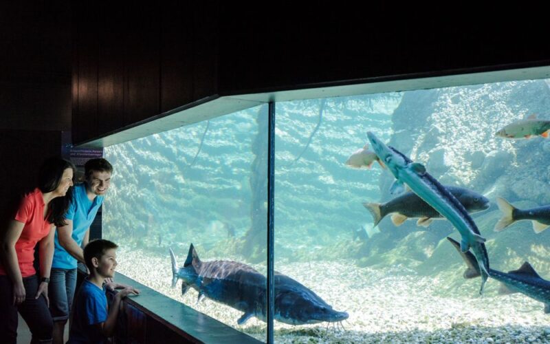 Drei Personen beobachten große Fische, die in einem gläsernen Aquarium schwimmen, dessen Boden mit Steinen und Kies bedeckt ist.