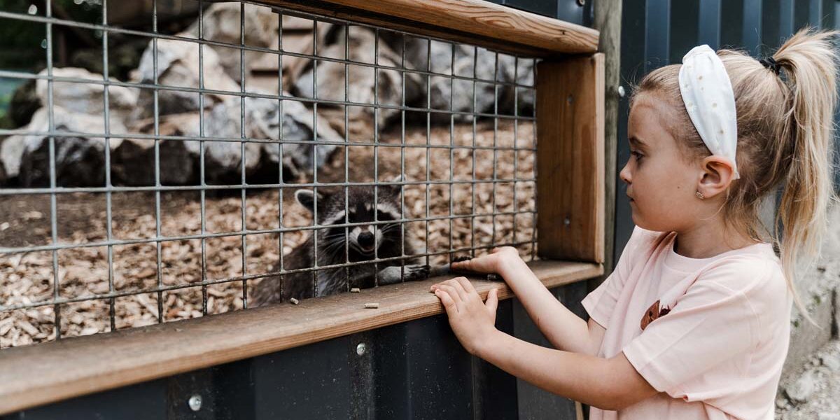 Ein junges Mädchen mit einem Stirnband beobachtet einen Waschbären hinter einem Drahtzaun in einem Tiergehege im Freien.