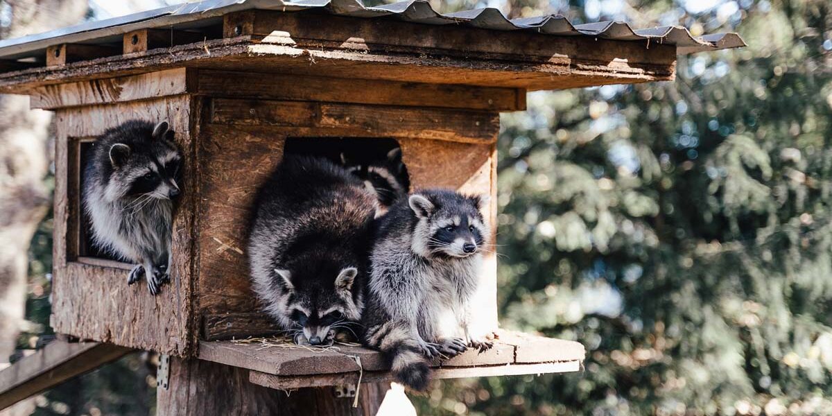 Vier Waschbären ruhen sich aus und sitzen in und um eine hölzerne, vogelhäuschenähnliche Konstruktion herum, im Hintergrund von Bäumen umgeben.