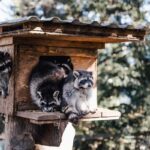 Vier Waschbären ruhen sich aus und sitzen in und um eine hölzerne, vogelhäuschenähnliche Konstruktion herum, im Hintergrund von Bäumen umgeben.