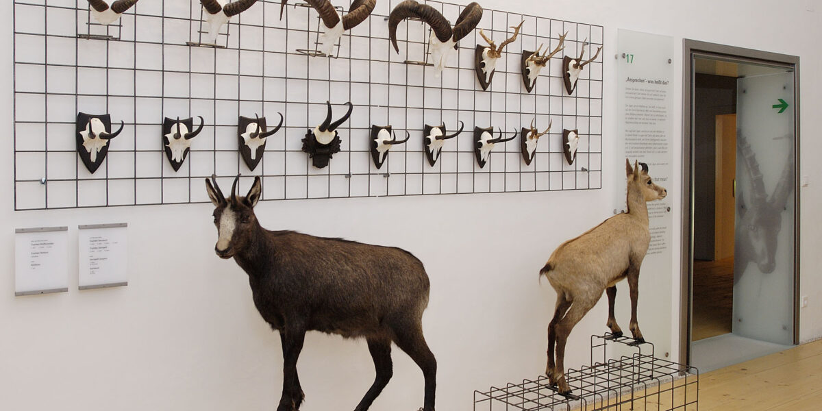 Taxidermie von zwei wilden Ziegen und mehreren montierten gehörnten Schädeln, die auf einem Drahtgitter in einem Ausstellungsraum eines Museums ausgestellt sind.