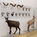 Taxidermie von zwei wilden Ziegen und mehreren montierten gehörnten Schädeln, die auf einem Drahtgitter in einem Ausstellungsraum eines Museums ausgestellt sind.