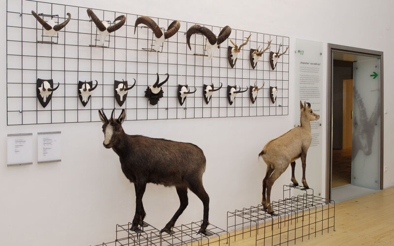 Taxidermie von zwei wilden Ziegen und mehreren montierten gehörnten Schädeln, die auf einem Drahtgitter in einem Ausstellungsraum eines Museums ausgestellt sind.