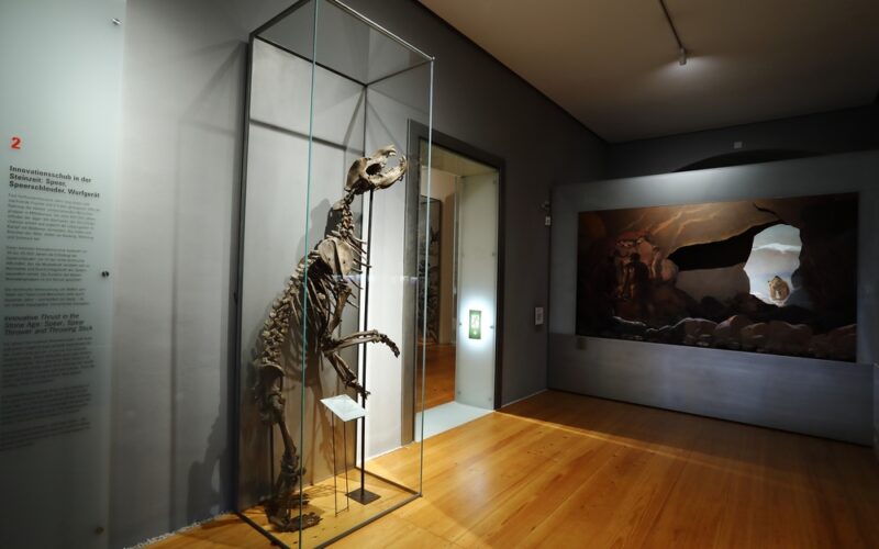 Ein Bärenskelett steht aufrecht in einer Glasvitrine in einem Museumsraum, während im Hintergrund an der Wand eine Ausstellung alter Höhlenmalereien zu sehen ist.