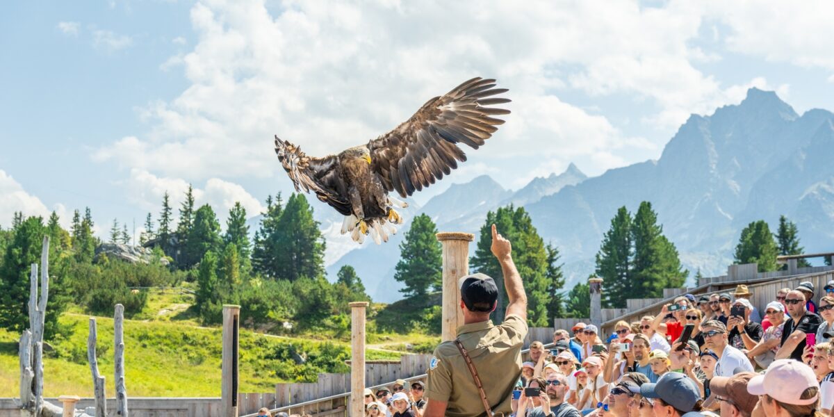 Ein großer Raubvogel fliegt über einer im Freien sitzenden Menschenmenge, während ein Hundeführer nach oben zeigt und die Berge im Hintergrund zu sehen sind.