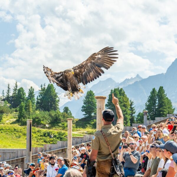 Ein großer Raubvogel fliegt über einer im Freien sitzenden Menschenmenge, während ein Hundeführer nach oben zeigt und die Berge im Hintergrund zu sehen sind.