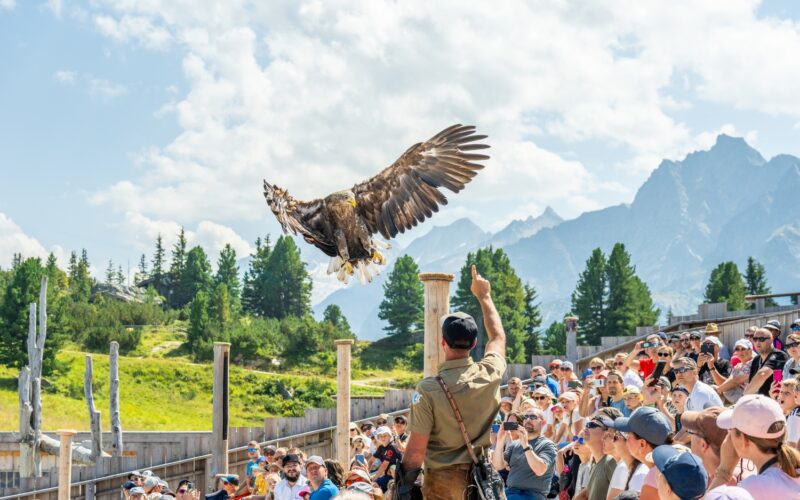 Ein großer Raubvogel fliegt über einer im Freien sitzenden Menschenmenge, während ein Hundeführer nach oben zeigt und die Berge im Hintergrund zu sehen sind.