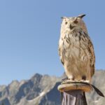 Eine große Eule mit hellbraunem und weißem Gefieder hockt auf einem Holzpfosten, mit einer Bergkette und einem klaren blauen Himmel im Hintergrund.
