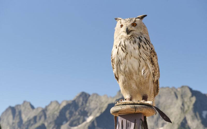 Eine große Eule mit hellbraunem und weißem Gefieder hockt auf einem Holzpfosten, mit einer Bergkette und einem klaren blauen Himmel im Hintergrund.