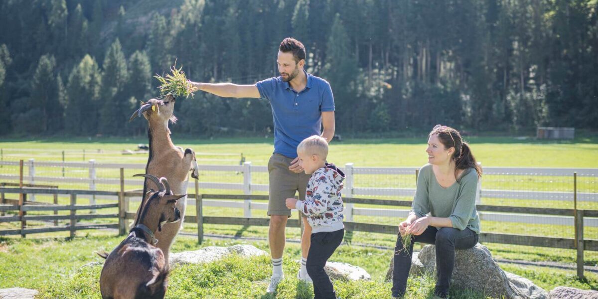 Ein Mann füttert eine stehende Ziege mit Gras, während ein Kind zuschaut und eine Frau in der Nähe sitzt; eine andere Ziege steht im Vordergrund auf einem grasbewachsenen Bauernhof mit einem bewaldeten Hintergrund.