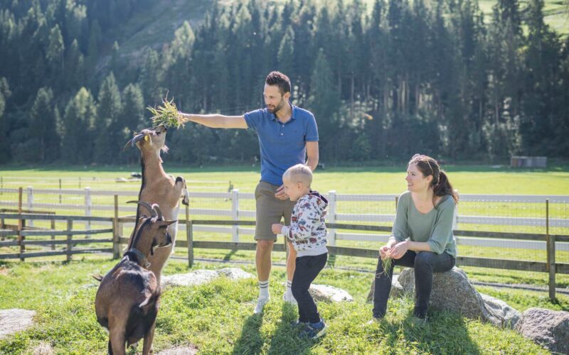 Ein Mann füttert eine stehende Ziege mit Gras, während ein Kind zuschaut und eine Frau in der Nähe sitzt; eine andere Ziege steht im Vordergrund auf einem grasbewachsenen Bauernhof mit einem bewaldeten Hintergrund.