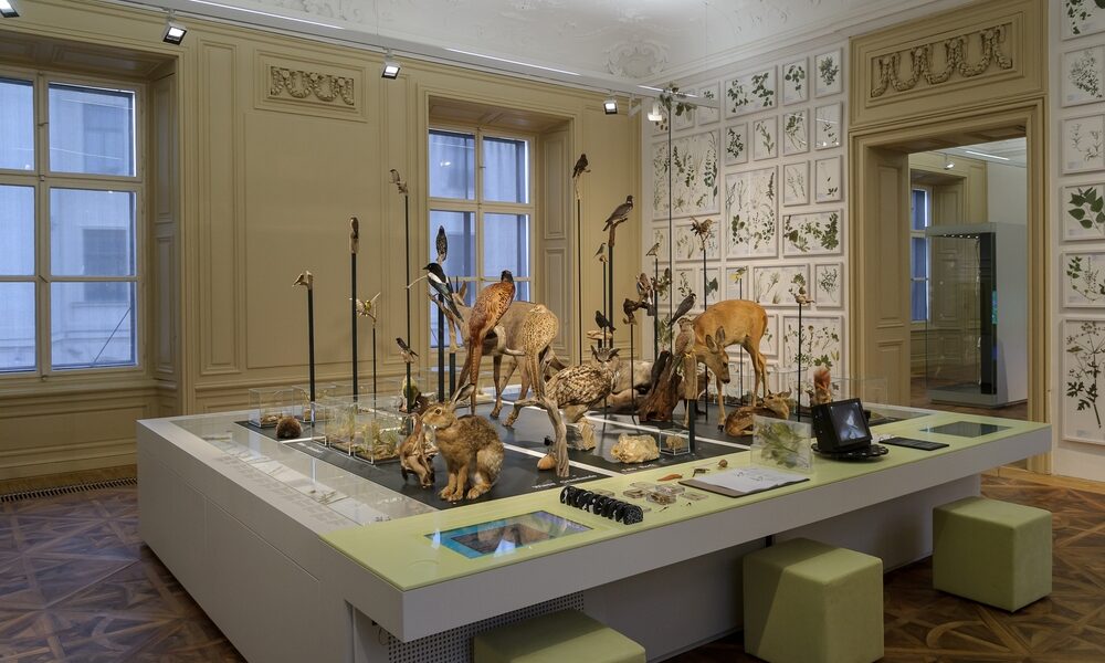 In einem gut beleuchteten Raum mit botanischen Illustrationen an den Wänden und großen Fenstern werden taxidermische Tiere und Pflanzen ausgestellt.