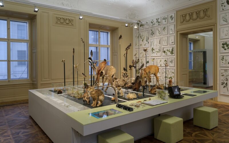 In einem gut beleuchteten Raum mit botanischen Illustrationen an den Wänden und großen Fenstern werden taxidermische Tiere und Pflanzen ausgestellt.