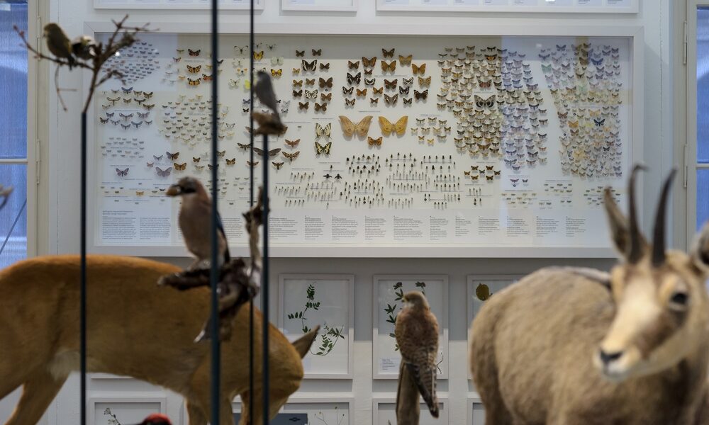 Eine Museumsausstellung mit taxidermischen Tieren im Vordergrund und einer Wand mit gerahmten Schmetterlingen und Insekten im Hintergrund.