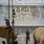 Eine Museumsausstellung mit taxidermischen Tieren im Vordergrund und einer Wand mit gerahmten Schmetterlingen und Insekten im Hintergrund.