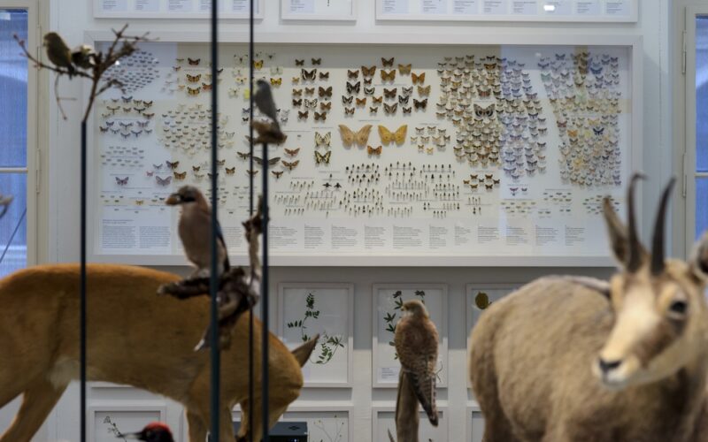 Eine Museumsausstellung mit taxidermischen Tieren im Vordergrund und einer Wand mit gerahmten Schmetterlingen und Insekten im Hintergrund.