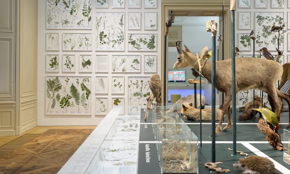 Museumsexponat mit taxidermischen Tieren, montierten Vögeln und Glasvitrinen mit botanischen Illustrationen an der Wand im Hintergrund.