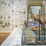 Museumsexponat mit taxidermischen Tieren, montierten Vögeln und Glasvitrinen mit botanischen Illustrationen an der Wand im Hintergrund.