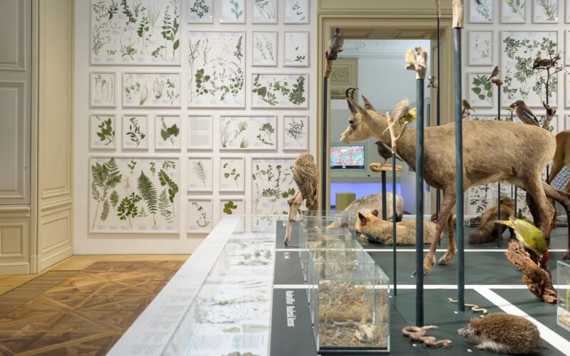 Museumsexponat mit taxidermischen Tieren, montierten Vögeln und Glasvitrinen mit botanischen Illustrationen an der Wand im Hintergrund.