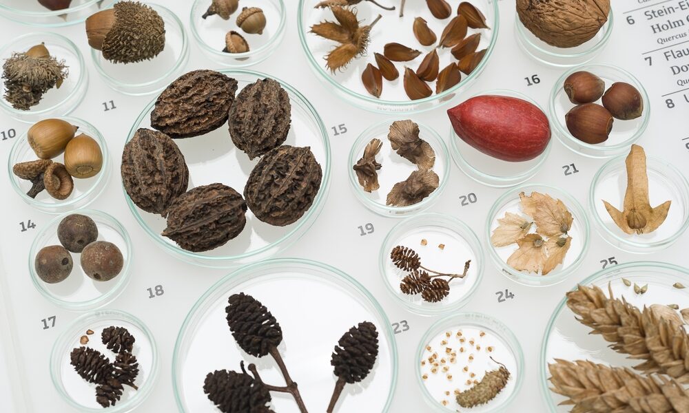 Verschiedene Samen, Nüsse und getrocknete Pflanzenexemplare, die in durchsichtigen Petrischalen auf einer weißen Fläche angeordnet sind, wahrscheinlich für wissenschaftliche Beobachtungen oder botanische Studien.