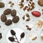 Verschiedene Samen, Nüsse und getrocknete Pflanzenexemplare, die in durchsichtigen Petrischalen auf einer weißen Fläche angeordnet sind, wahrscheinlich für wissenschaftliche Beobachtungen oder botanische Studien.