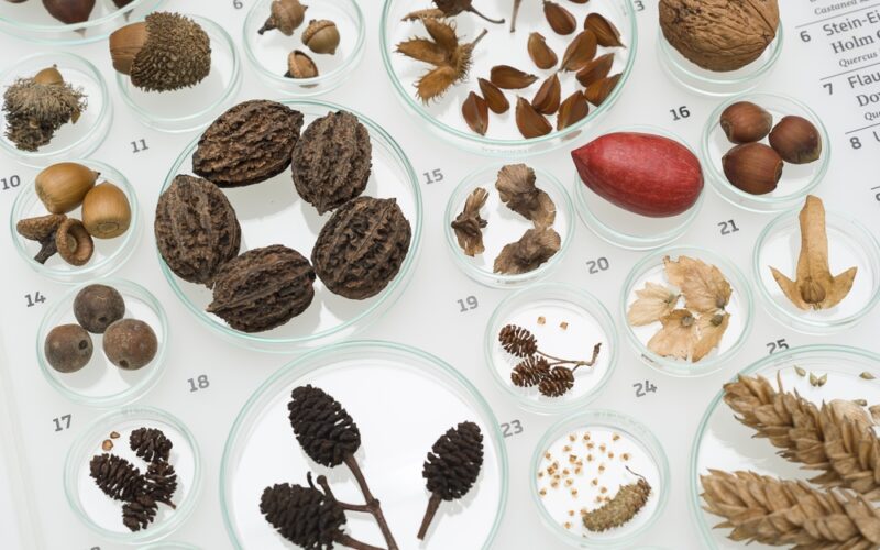 Verschiedene Samen, Nüsse und getrocknete Pflanzenexemplare, die in durchsichtigen Petrischalen auf einer weißen Fläche angeordnet sind, wahrscheinlich für wissenschaftliche Beobachtungen oder botanische Studien.