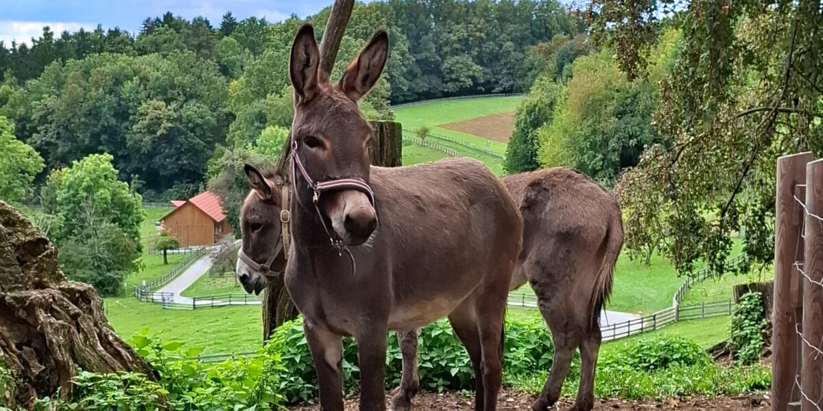 Zwei Esel stehen auf einem Feld in der Nähe eines Zauns, umgeben von grünen Bäumen und Feldern, im Hintergrund ist unter einem bewölkten Himmel eine Scheune aus Holz zu sehen.