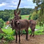 Zwei Esel stehen auf einem Feld in der Nähe eines Zauns, umgeben von grünen Bäumen und Feldern, im Hintergrund ist unter einem bewölkten Himmel eine Scheune aus Holz zu sehen.