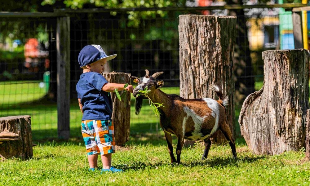 Ein junges Kind mit einer blauen Mütze füttert eine kleine braun-weiße Ziege im Freien in der Nähe von Baumstümpfen und einem Drahtzaun mit Blattgemüse.