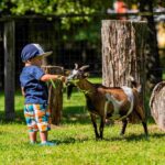 Ein junges Kind mit einer blauen Mütze füttert eine kleine braun-weiße Ziege im Freien in der Nähe von Baumstümpfen und einem Drahtzaun mit Blattgemüse.