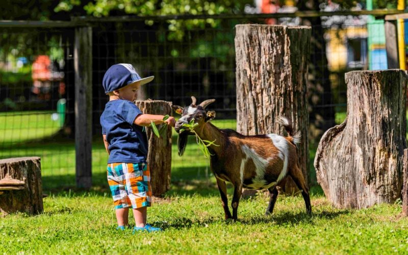 Ein junges Kind mit einer blauen Mütze füttert eine kleine braun-weiße Ziege im Freien in der Nähe von Baumstümpfen und einem Drahtzaun mit Blattgemüse.