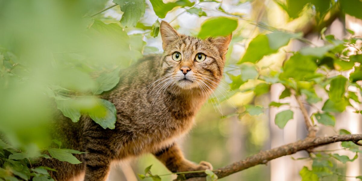 Eine braun getigerte Katze mit grünen Augen steht wachsam auf einem von grünen Blättern umgebenen Ast.