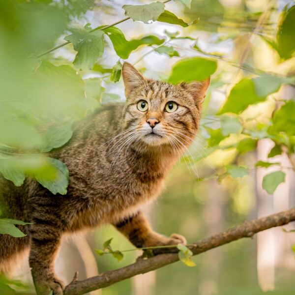 Eine braun getigerte Katze mit grünen Augen steht wachsam auf einem von grünen Blättern umgebenen Ast.