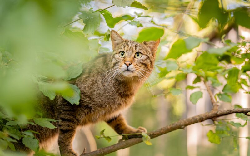 Eine braun getigerte Katze mit grünen Augen steht wachsam auf einem von grünen Blättern umgebenen Ast.