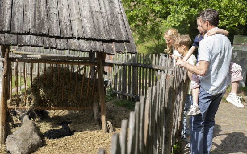 Eine Familie steht an einem Holzzaun und beobachtet Schafe, die sich unter einem Holzunterstand auf einem Bauernhof ausruhen.