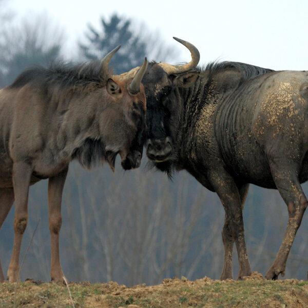Zwei Gnus stehen dicht beieinander und drücken ihre Köpfe aneinander, wobei Schmutz auf ihren Körpern zu sehen ist. Die Bäume im Hintergrund sind unscharf.