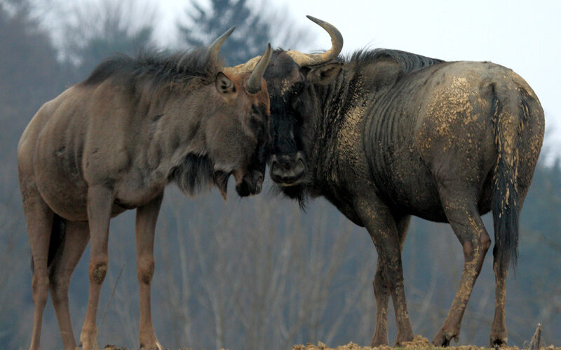 Zwei Gnus stehen dicht beieinander und drücken ihre Köpfe aneinander, wobei Schmutz auf ihren Körpern zu sehen ist. Die Bäume im Hintergrund sind unscharf.