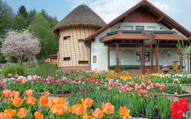 Ein Haus mit einem strohgedeckten Rundturm steht hinter farbenfrohen Tulpenbeeten in voller Blüte unter einem teilweise bewölkten Himmel.