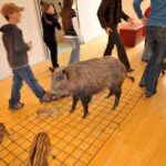 Ein Wildschwein und zwei Ferkel stehen auf einem Metallgitter in einem Raum mit Holzfußboden, während mehrere Personen um sie herumgehen.