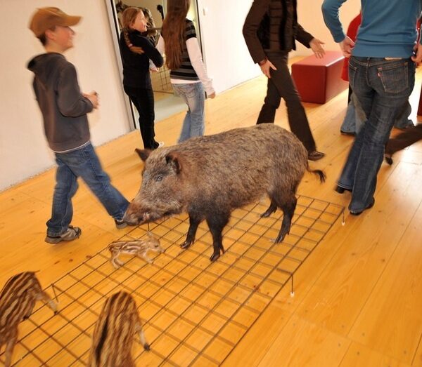 Ein Wildschwein und zwei Ferkel stehen auf einem Metallgitter in einem Raum mit Holzfußboden, während mehrere Personen um sie herumgehen.
